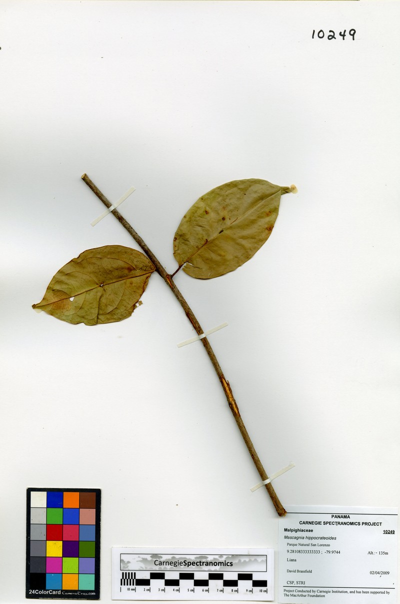 Adelphia hiraea