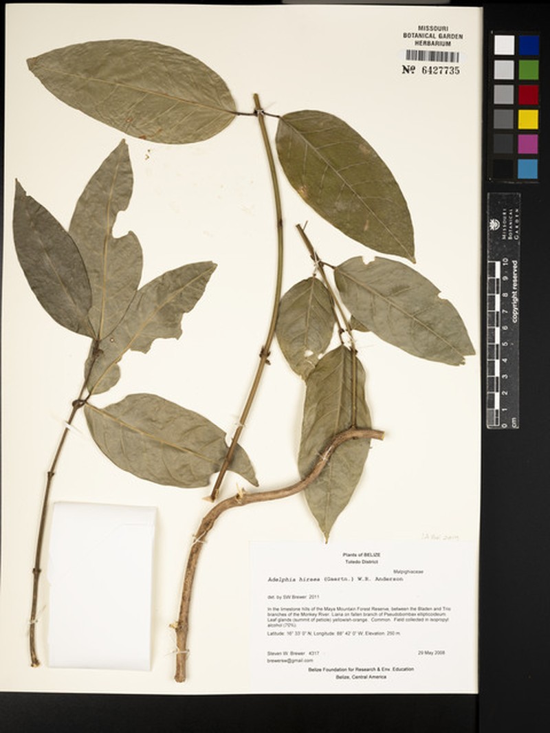 Adelphia hiraea photo 2