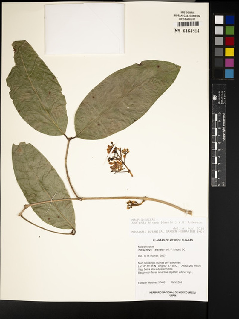 Adelphia hiraea photo 3