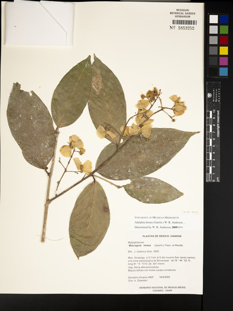 Adelphia hiraea photo 4
