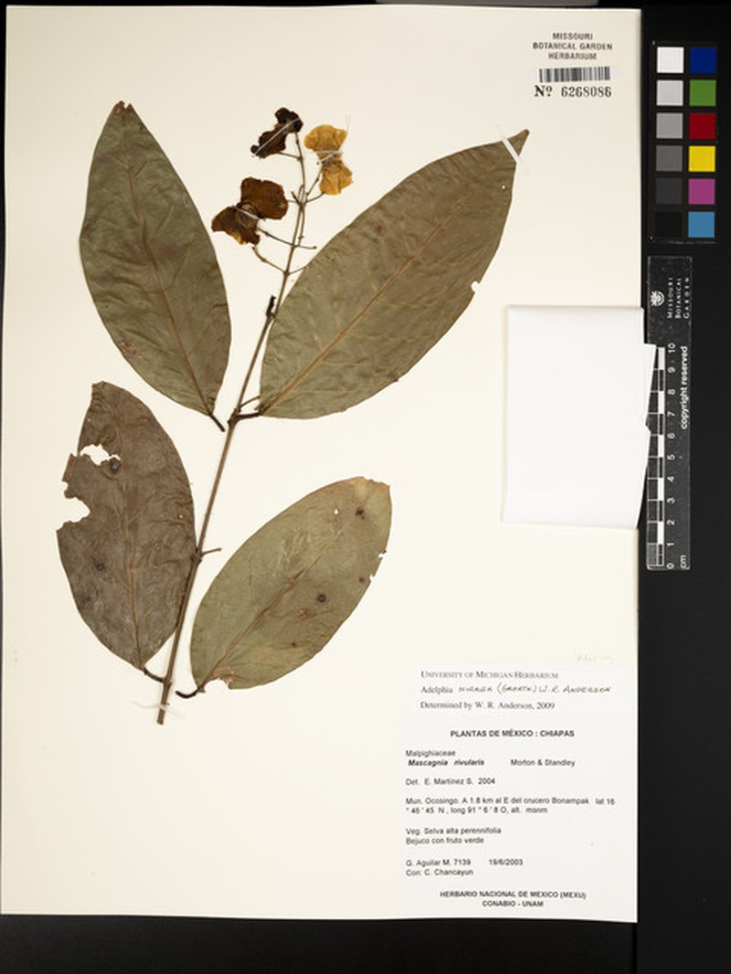 Adelphia hiraea photo 5