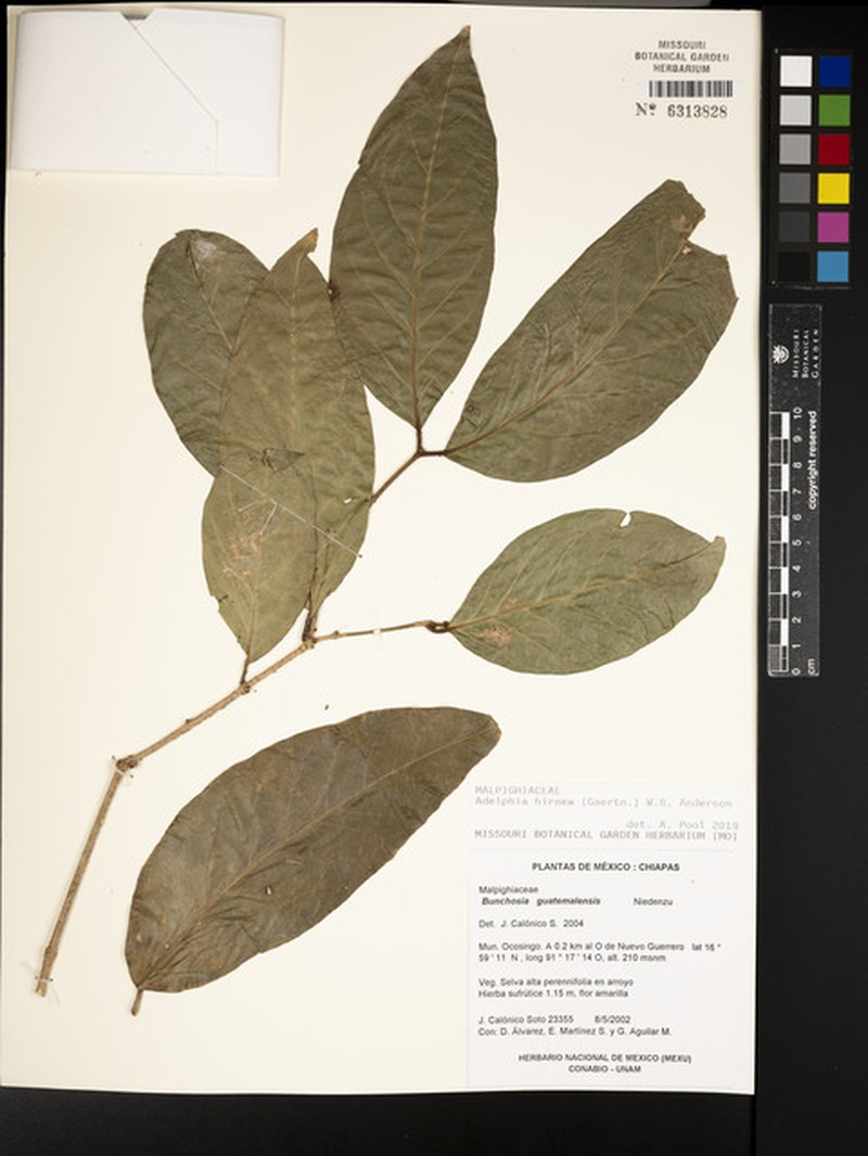 Adelphia hiraea photo 6
