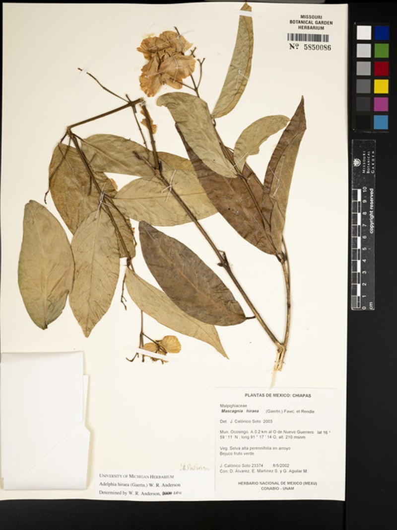 Adelphia hiraea photo 7