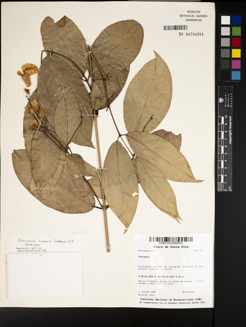 Adelphia hiraea photo 8