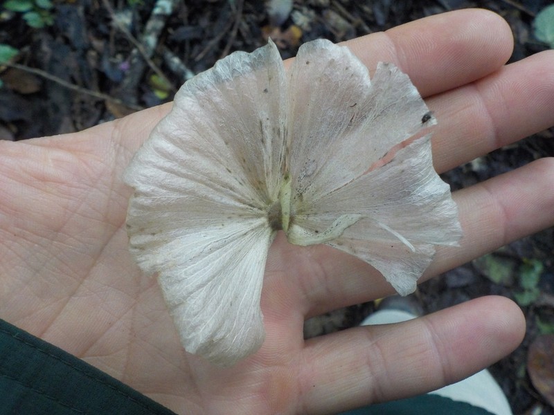 Adelphia macrophylla