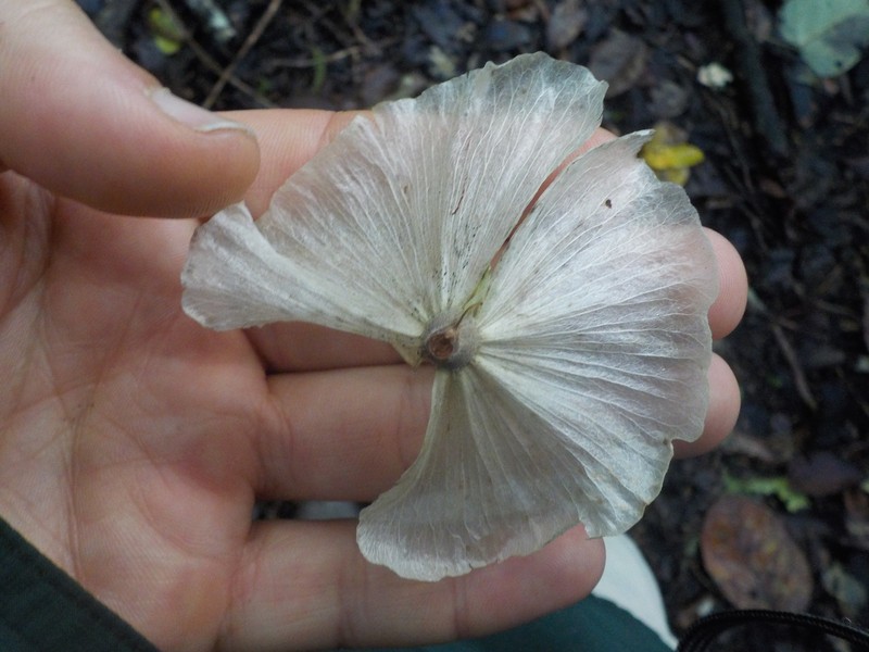 Adelphia macrophylla photo 3