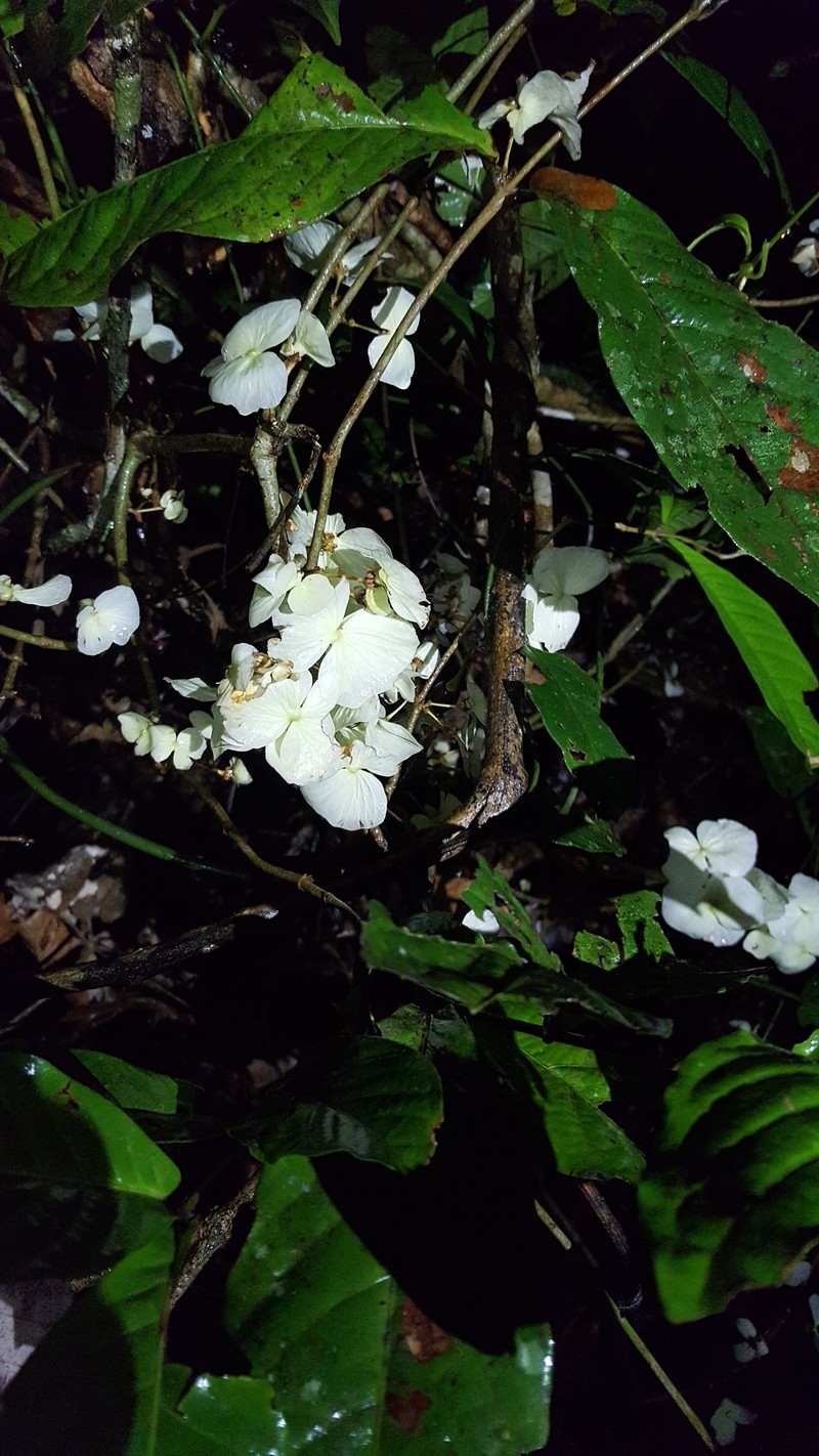 Adelphia macrophylla photo 4