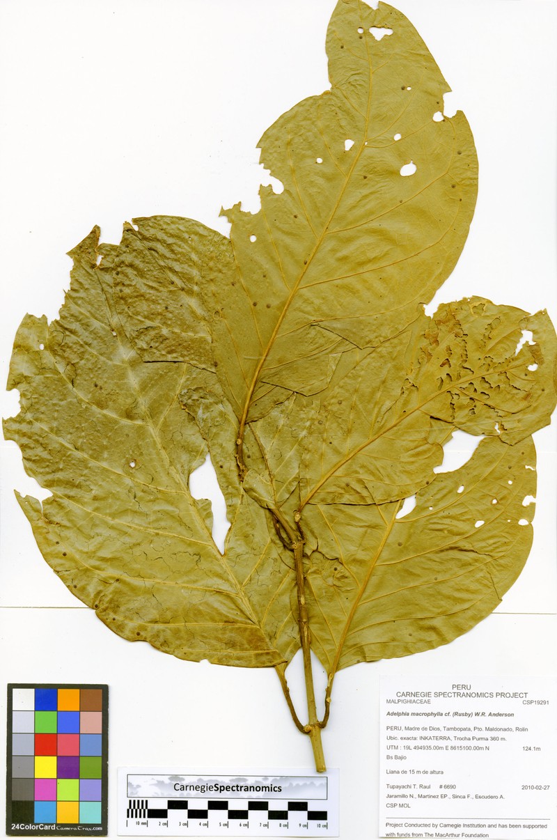 Adelphia macrophylla photo 5