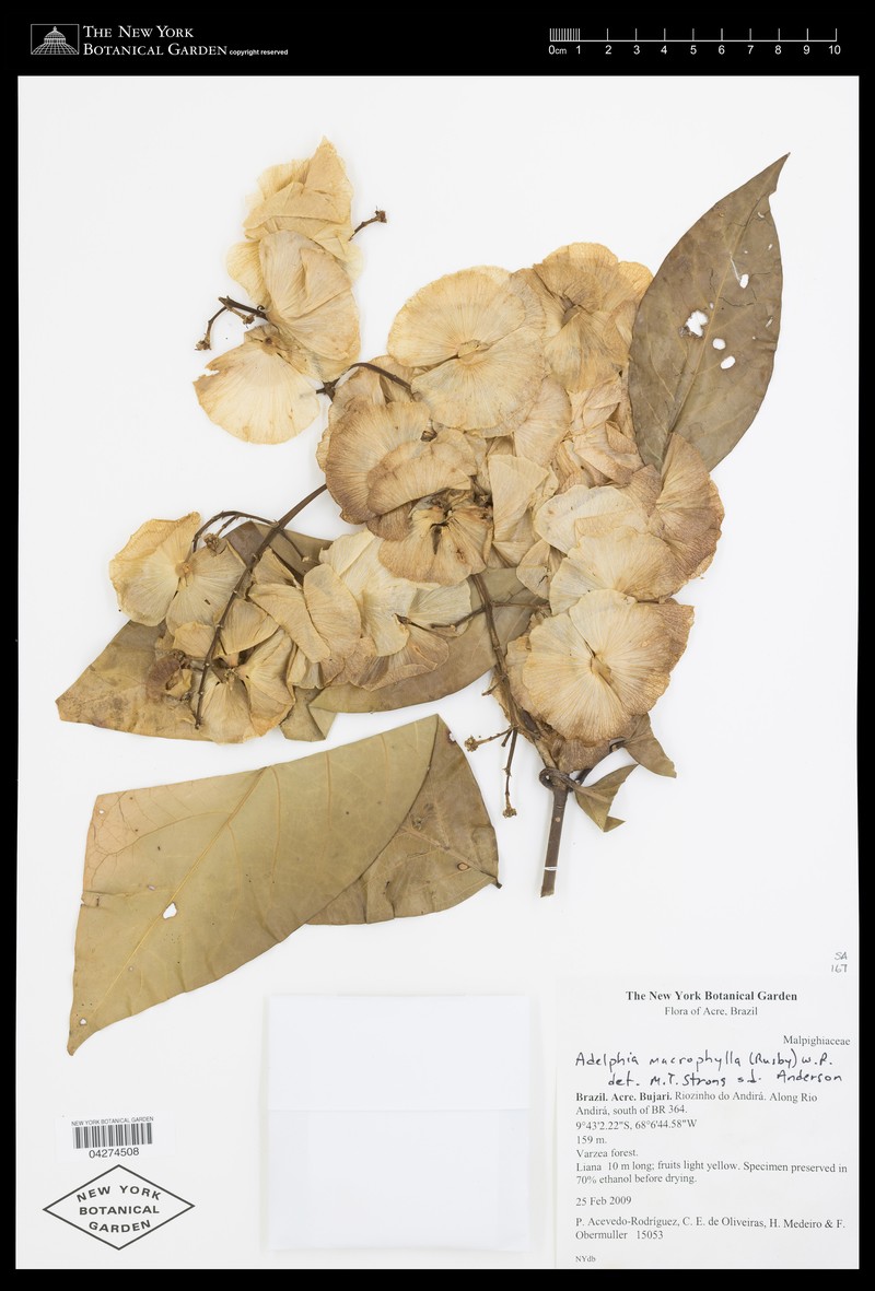 Adelphia macrophylla photo 6