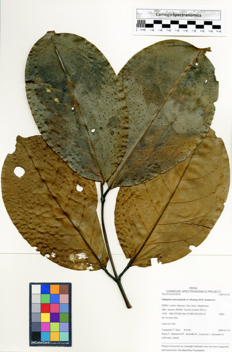 Adelphia macrophylla photo 7