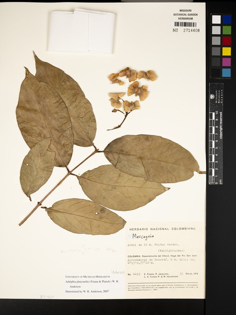 Adelphia platyrachis
