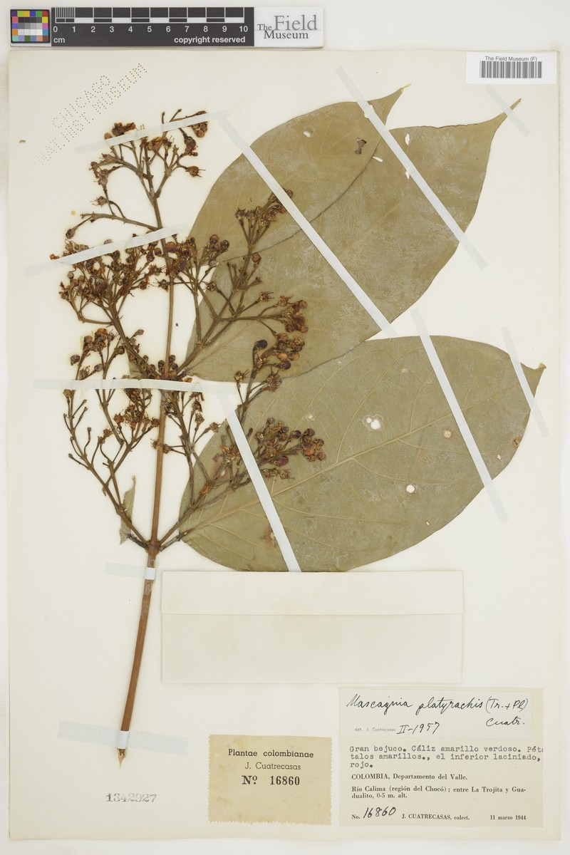 Adelphia platyrachis photo 2
