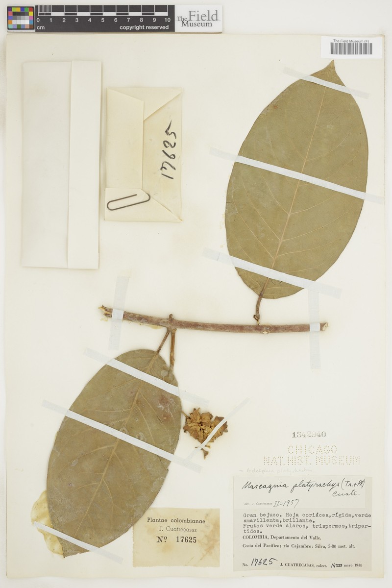 Adelphia platyrachis photo 3