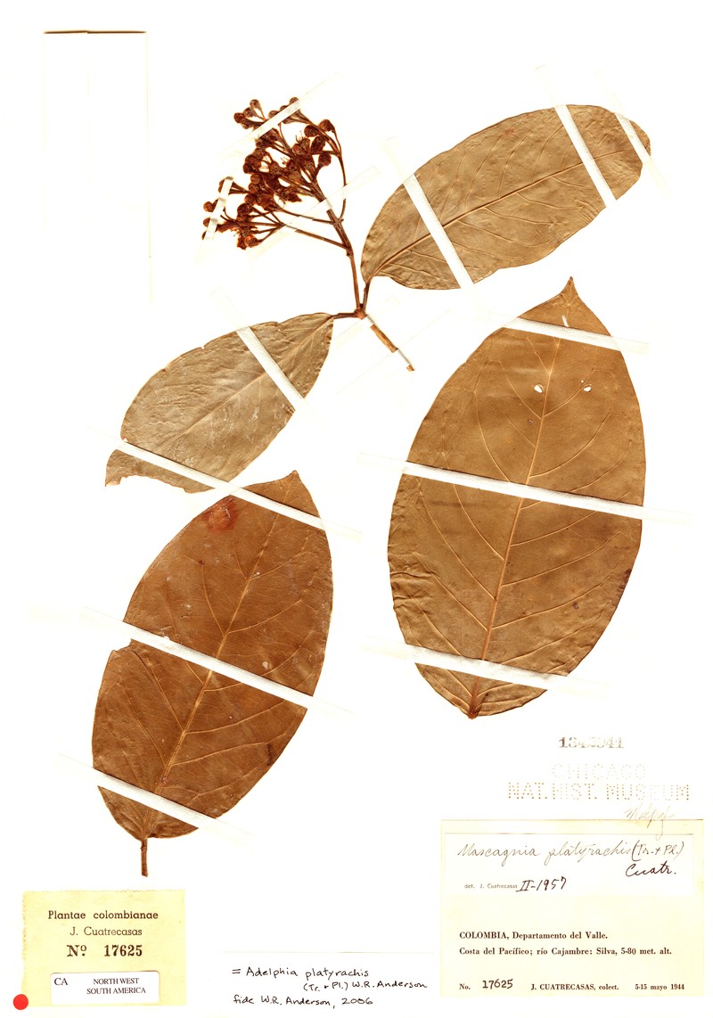 Adelphia platyrachis photo 4