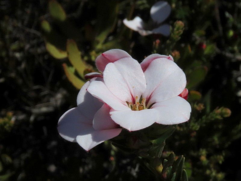 Adenandra acuta