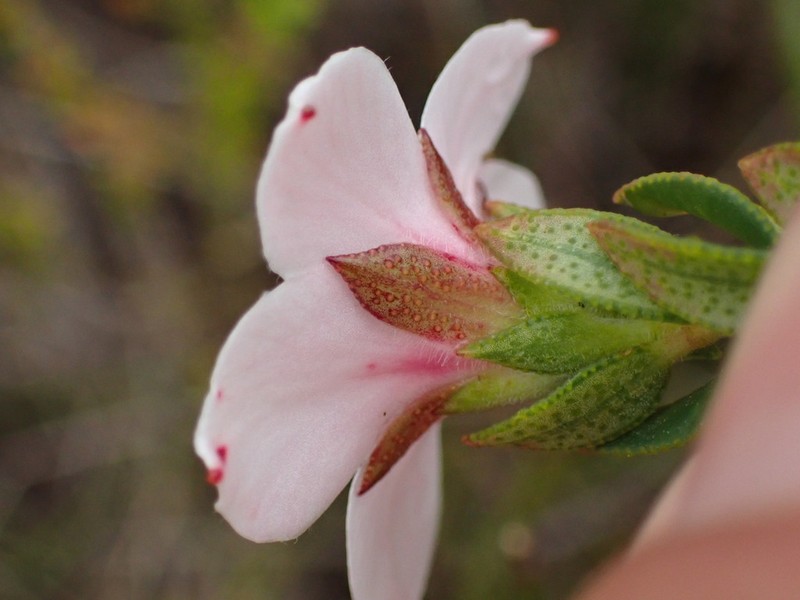 Adenandra acuta photo 2
