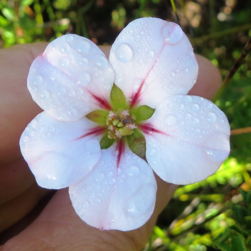 Adenandra acuta photo 3
