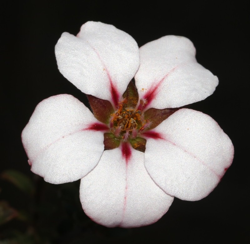 Adenandra acuta photo 4