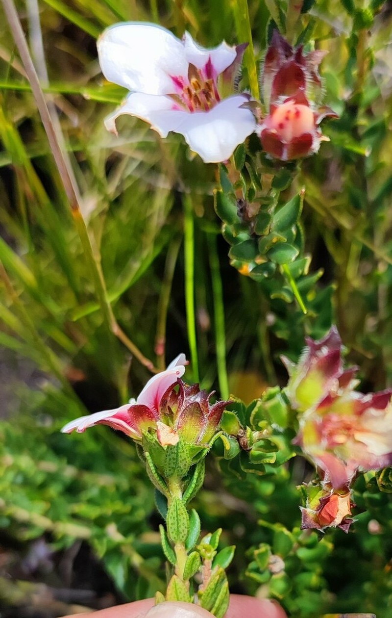 Adenandra acuta photo 5
