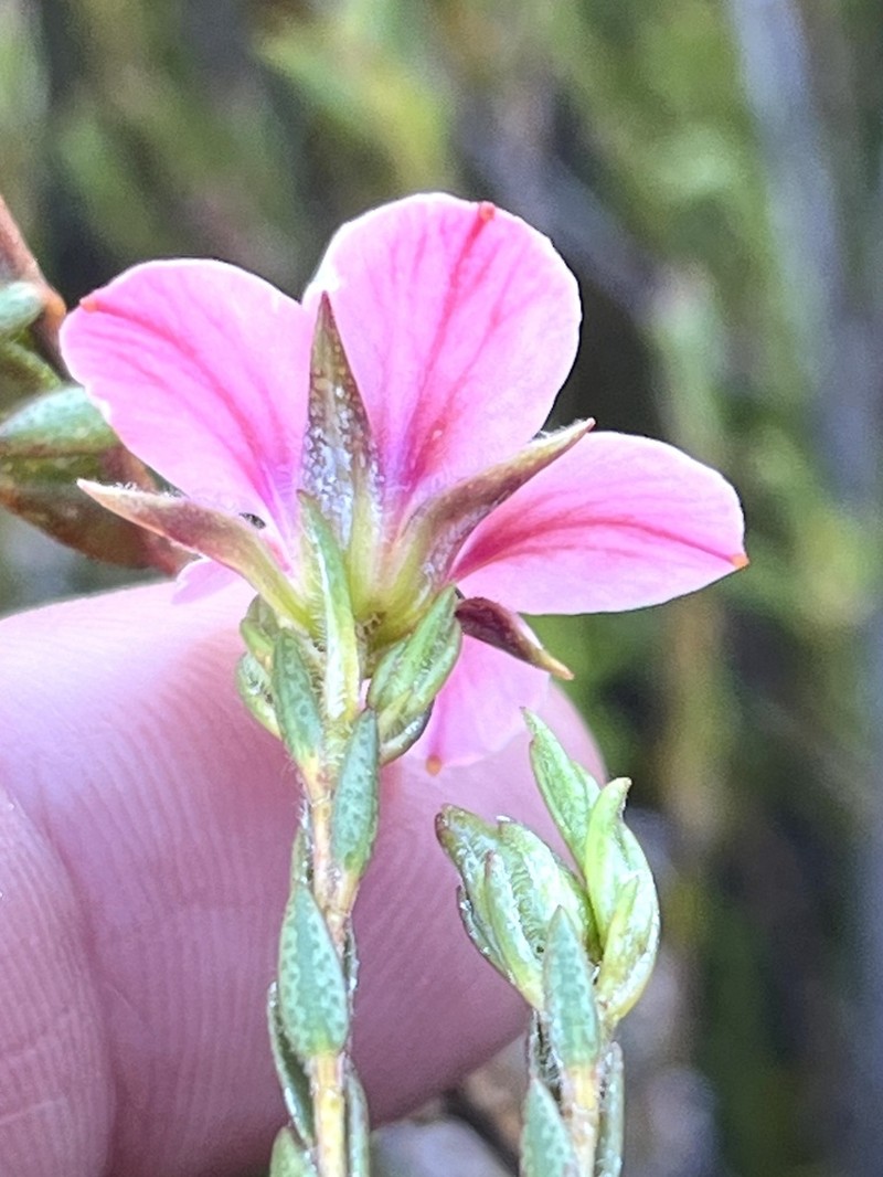 Adenandra acuta photo 6