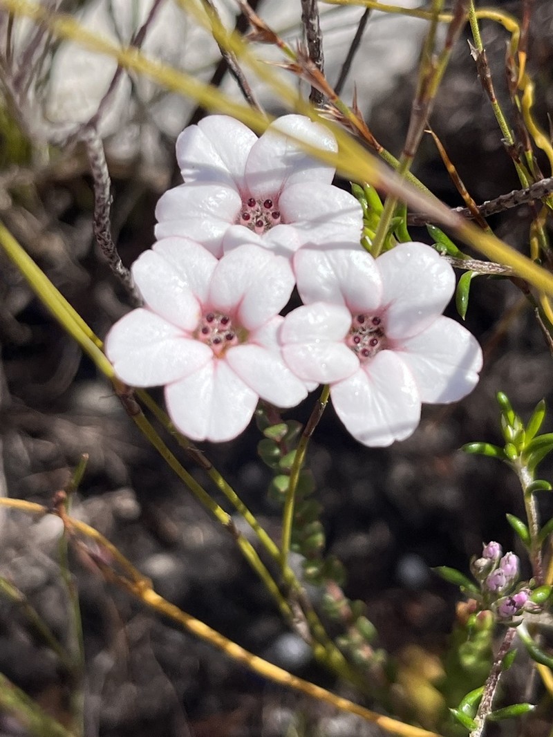 Adenandra brachyphylla