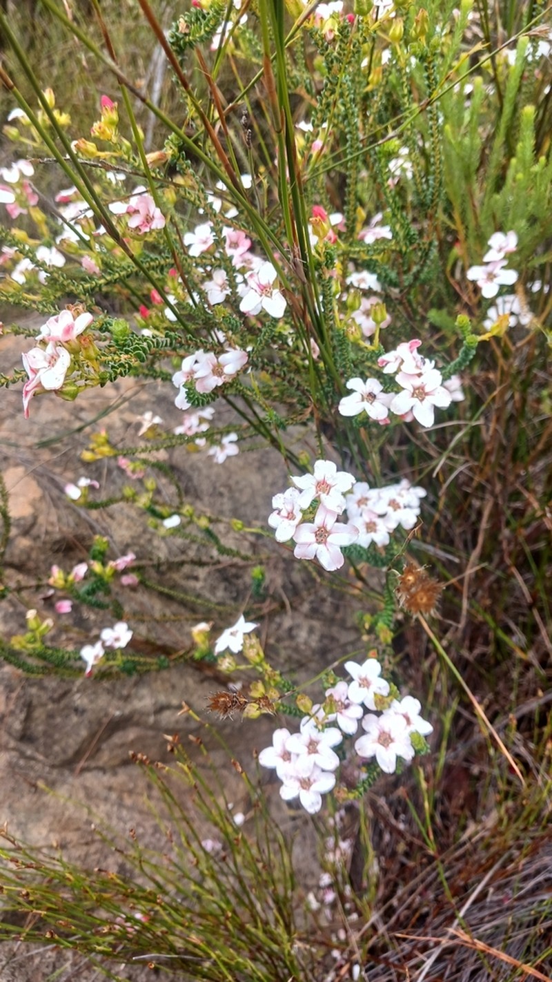 Adenandra brachyphylla photo 2