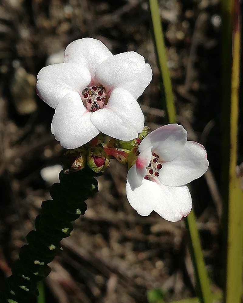 Adenandra brachyphylla photo 3