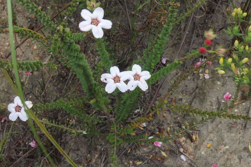 Adenandra brachyphylla photo 4