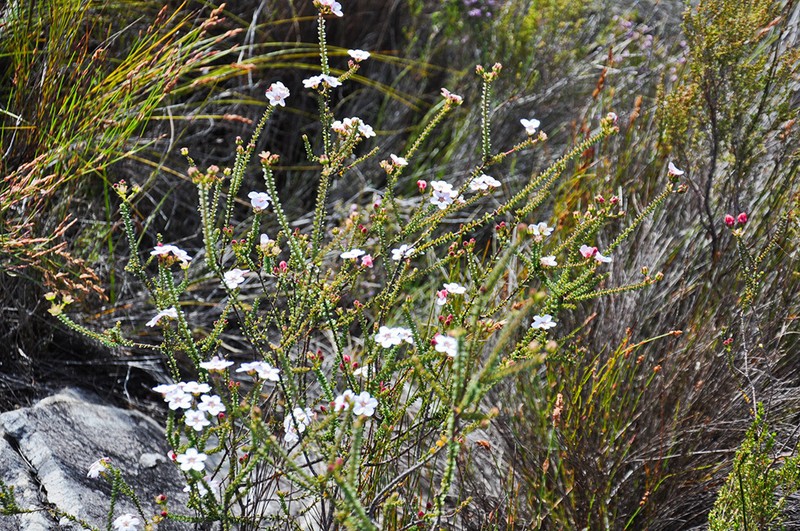 Adenandra brachyphylla photo 5