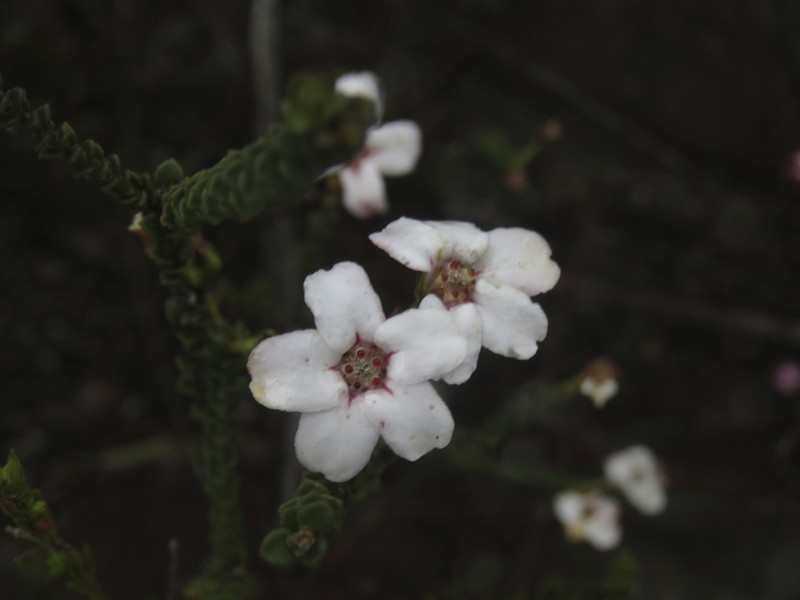 Adenandra brachyphylla photo 6