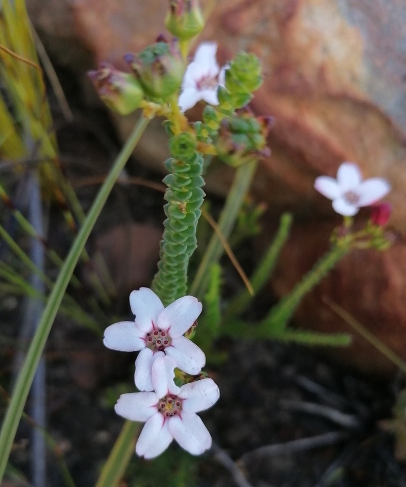 Adenandra brachyphylla photo 7