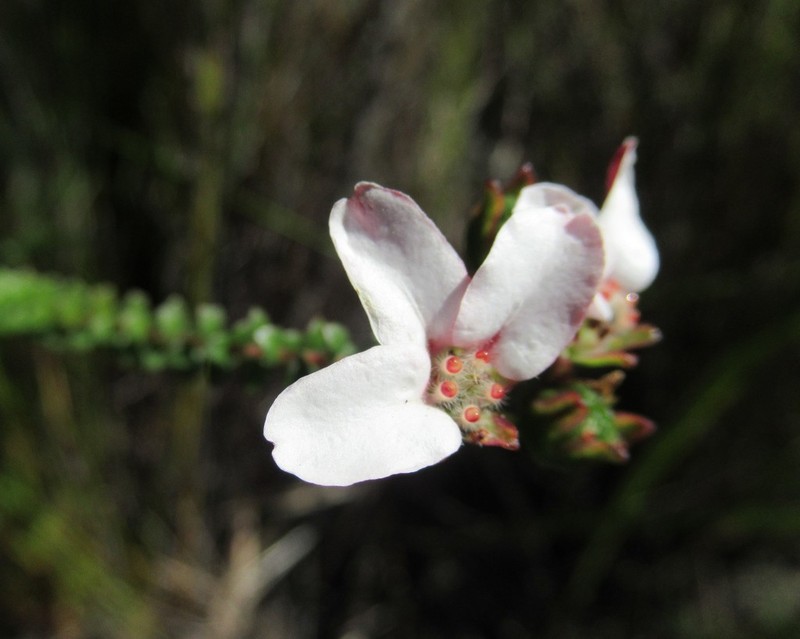 Adenandra brachyphylla photo 8
