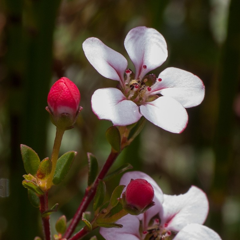 Adenandra coriacea
