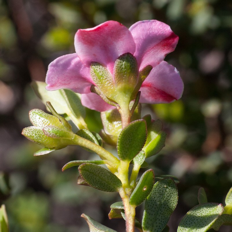 Adenandra coriacea photo 2