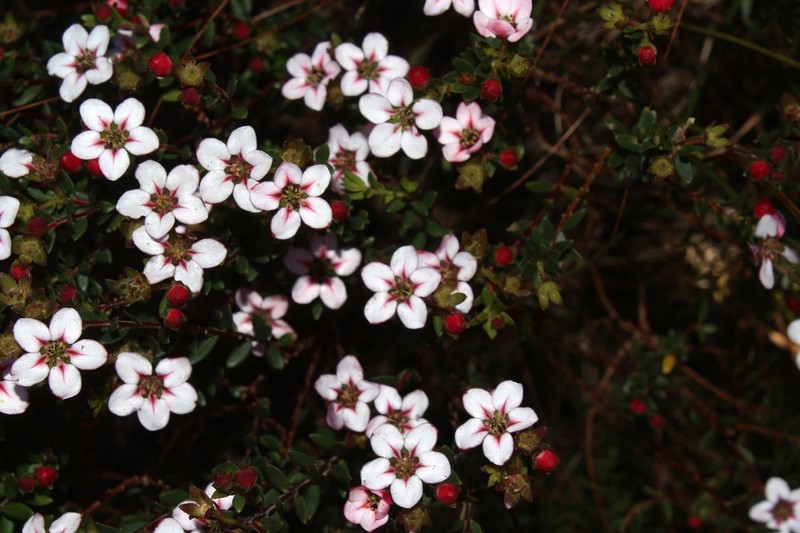 Adenandra coriacea photo 3