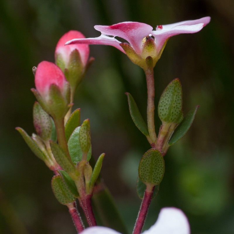 Adenandra coriacea photo 4