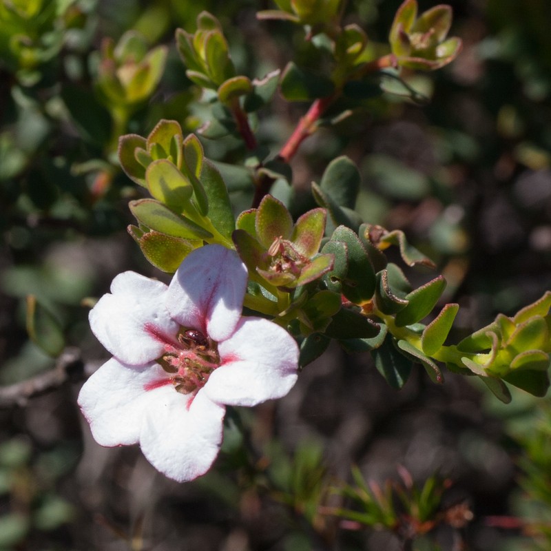 Adenandra coriacea photo 5