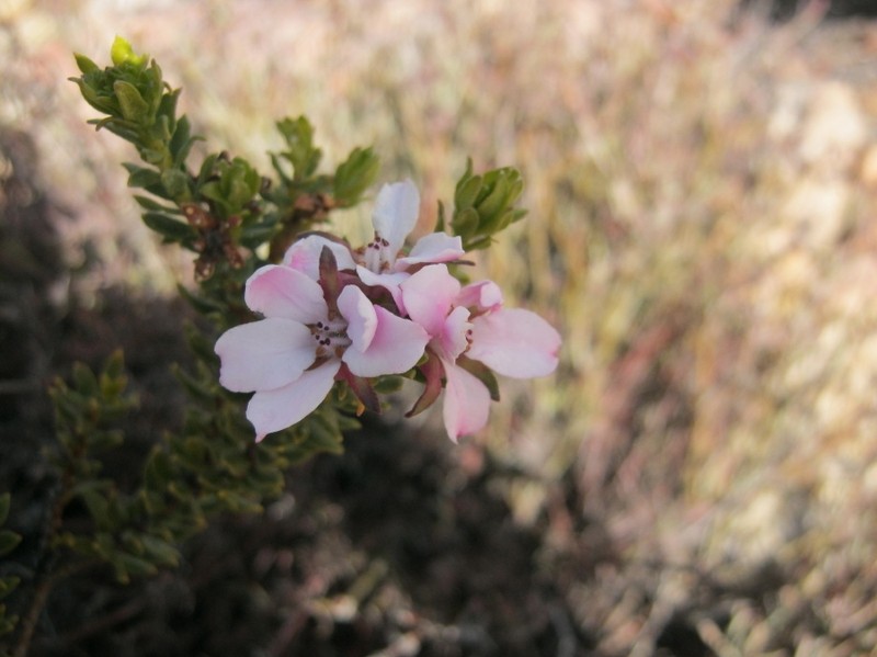 Adenandra dahlgrenii photo 2