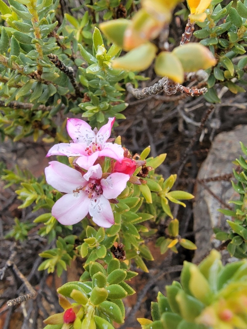 Adenandra dahlgrenii photo 3