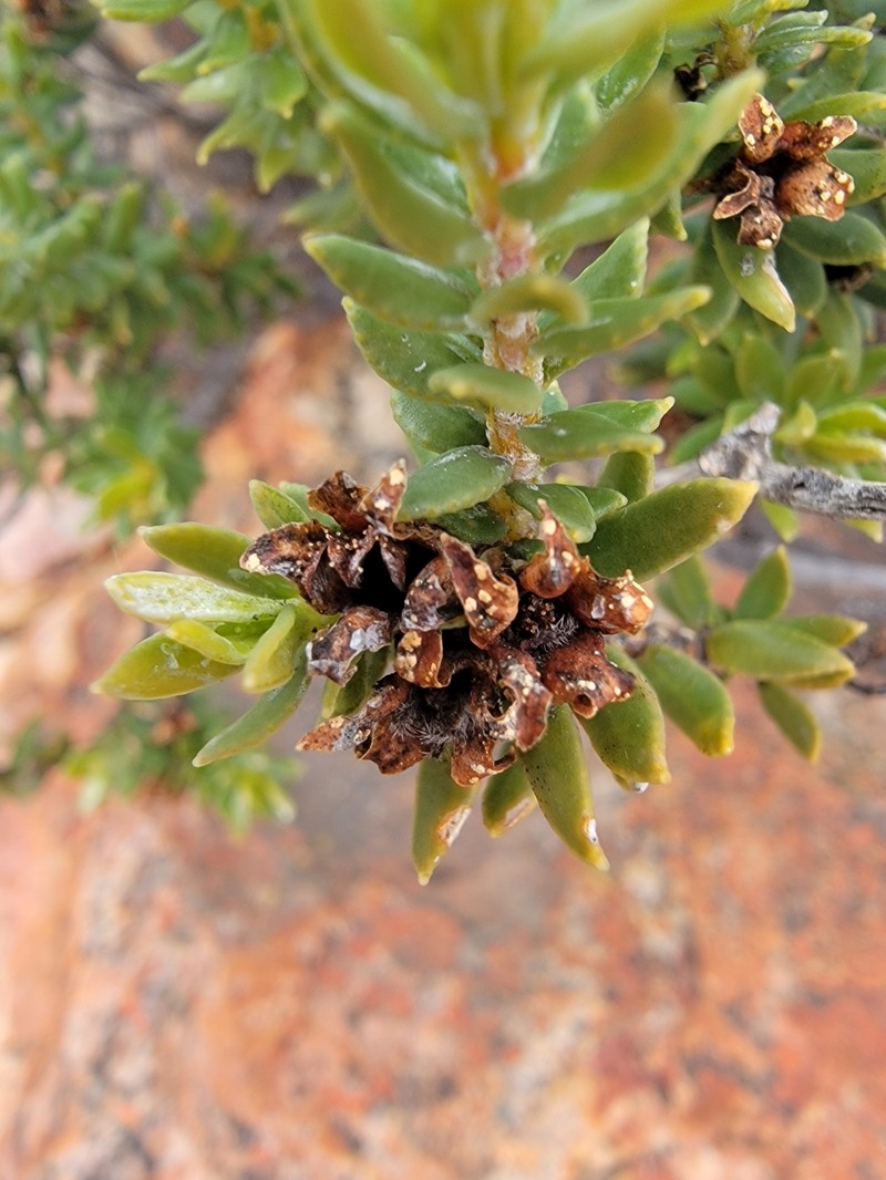 Adenandra dahlgrenii photo 4