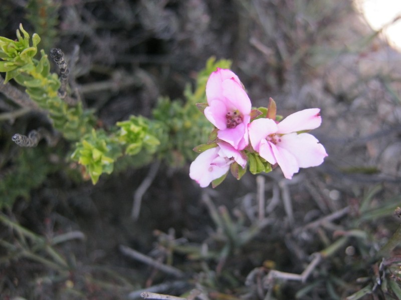 Adenandra dahlgrenii photo 5