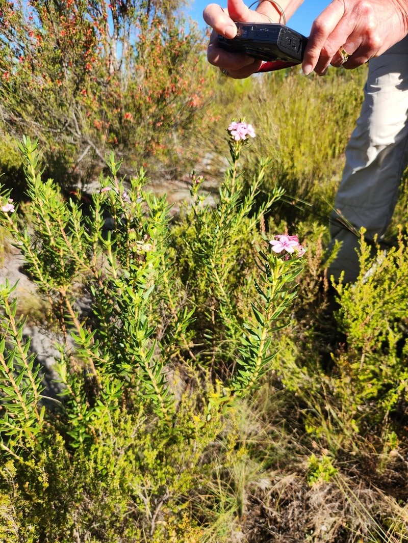 Adenandra fragrans
