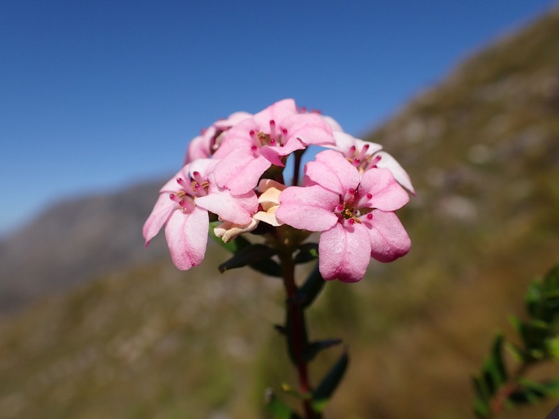 Adenandra fragrans photo 2