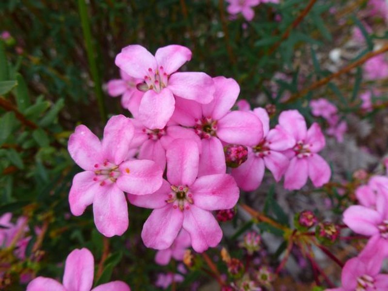 Adenandra fragrans photo 3