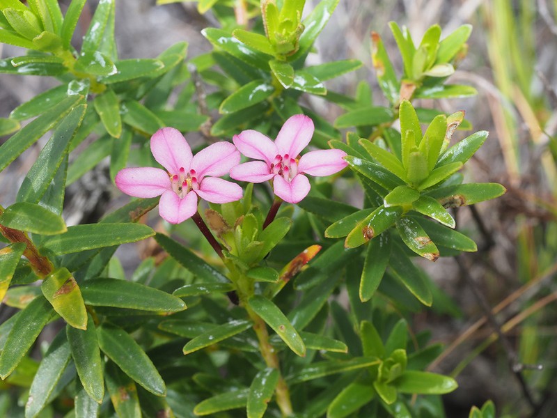 Adenandra fragrans photo 4