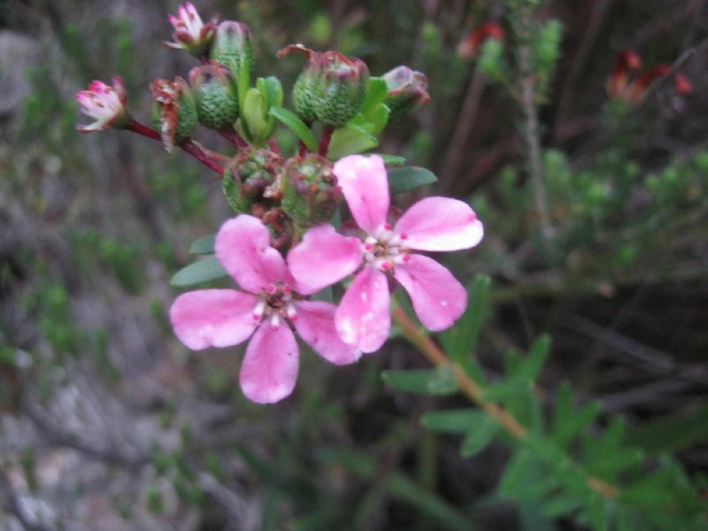Adenandra fragrans photo 5