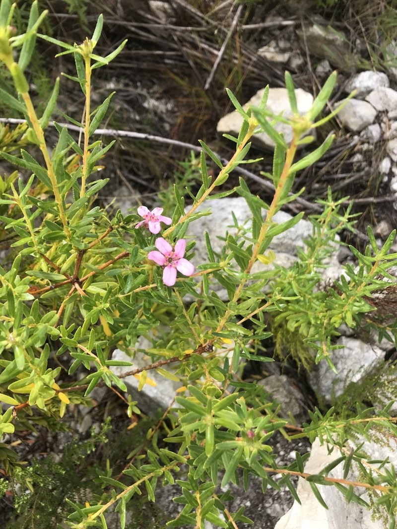 Adenandra fragrans photo 6
