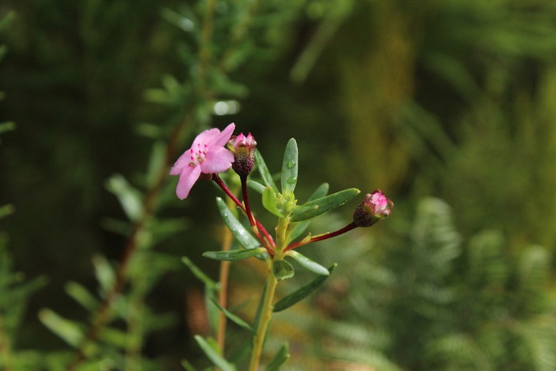 Adenandra fragrans photo 7