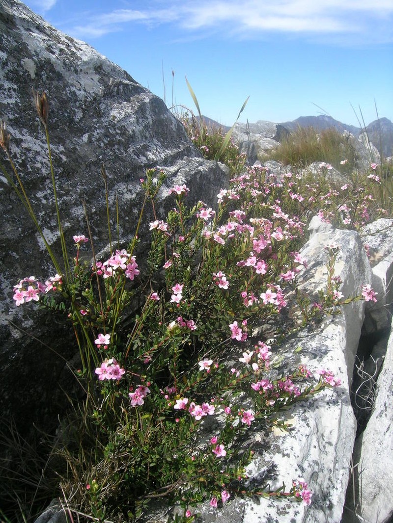 Adenandra fragrans photo 8