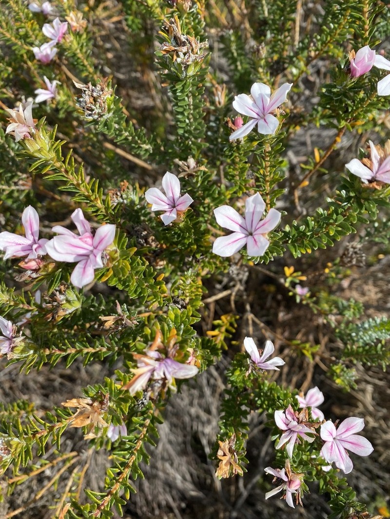 Adenandra gummifera
